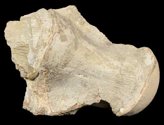 Mosasaur (Platecarpus) Dorsal Vertebra - Kansas #45661